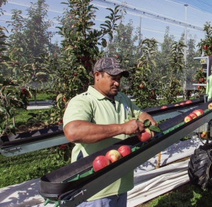 The cadetship includes fruit production