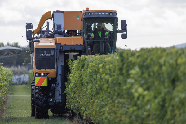 A grape harvesting machine is driven down a vineyard