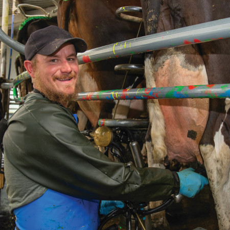 Working hard in the milking shed