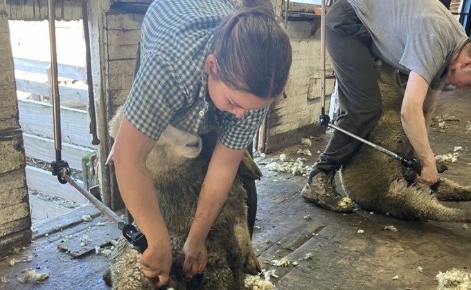 Sophie White Dagging